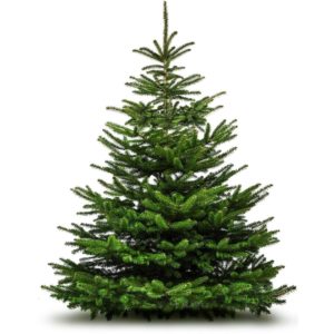Sapin de Noël Nordmann 1er Choix toutes tailles à partir de